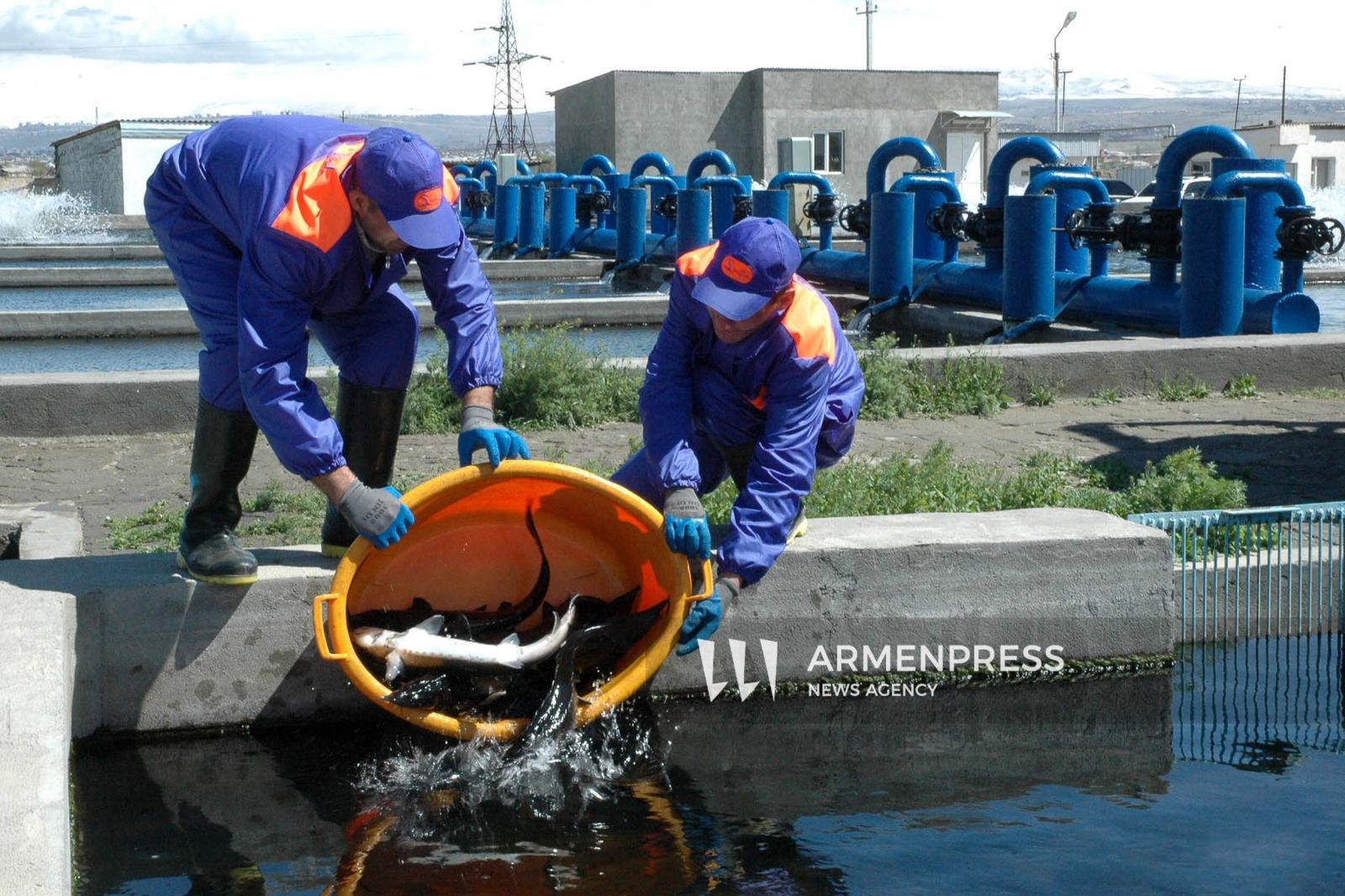Армения экспортировала в ОАЭ 60 тонн рыбы и рыбной продукции